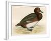 Ferruginous Duck-Beverley R. Morris-Framed Giclee Print