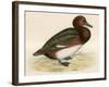 Ferruginous Duck-Beverley R. Morris-Framed Giclee Print