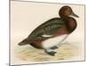 Ferruginous Duck-Beverley R. Morris-Mounted Giclee Print