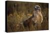 Ferruginous Hawk in Prairie Grass-W. Perry Conway-Stretched Canvas