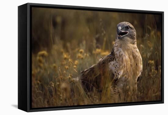 Ferruginous Hawk in Prairie Grass-W. Perry Conway-Framed Stretched Canvas