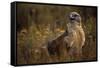 Ferruginous Hawk in Prairie Grass-W. Perry Conway-Framed Stretched Canvas