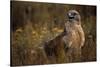 Ferruginous Hawk in Prairie Grass-W. Perry Conway-Stretched Canvas