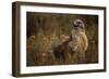 Ferruginous Hawk in Prairie Grass-W. Perry Conway-Framed Photographic Print