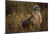 Ferruginous Hawk in Prairie Grass-W. Perry Conway-Mounted Photographic Print