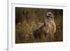 Ferruginous Hawk in Prairie Grass-W. Perry Conway-Framed Photographic Print