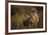 Ferruginous Hawk in Prairie Grass-W. Perry Conway-Framed Photographic Print