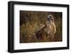Ferruginous Hawk in Prairie Grass-W. Perry Conway-Framed Photographic Print