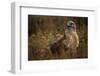 Ferruginous Hawk in Prairie Grass-W. Perry Conway-Framed Photographic Print