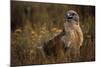 Ferruginous Hawk in Prairie Grass-W. Perry Conway-Mounted Photographic Print
