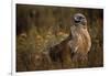 Ferruginous Hawk in Prairie Grass-W. Perry Conway-Framed Photographic Print