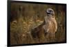 Ferruginous Hawk in Prairie Grass-W. Perry Conway-Framed Photographic Print