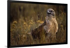 Ferruginous Hawk in Prairie Grass-W. Perry Conway-Framed Photographic Print