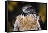 Ferruginous Hawk-W. Perry Conway-Framed Stretched Canvas