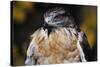 Ferruginous Hawk-W. Perry Conway-Stretched Canvas