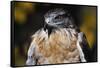 Ferruginous Hawk-W. Perry Conway-Framed Stretched Canvas