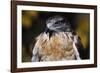 Ferruginous Hawk-W. Perry Conway-Framed Photographic Print