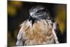 Ferruginous Hawk-W. Perry Conway-Mounted Photographic Print