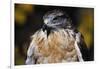 Ferruginous Hawk-W. Perry Conway-Framed Photographic Print