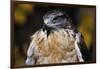 Ferruginous Hawk-W. Perry Conway-Framed Photographic Print