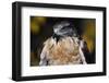 Ferruginous Hawk-W. Perry Conway-Framed Photographic Print