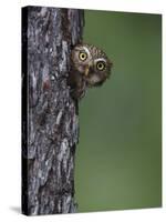 Ferruginous Pygmy Owl Adult Peering Out of Nest Hole, Rio Grande Valley, Texas, USA-Rolf Nussbaumer-Stretched Canvas