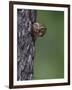 Ferruginous Pygmy Owl Adult Peering Out of Nest Hole, Rio Grande Valley, Texas, USA-Rolf Nussbaumer-Framed Premium Photographic Print