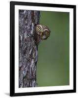 Ferruginous Pygmy Owl Adult Peering Out of Nest Hole, Rio Grande Valley, Texas, USA-Rolf Nussbaumer-Framed Premium Photographic Print