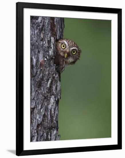 Ferruginous Pygmy Owl Adult Peering Out of Nest Hole, Rio Grande Valley, Texas, USA-Rolf Nussbaumer-Framed Premium Photographic Print