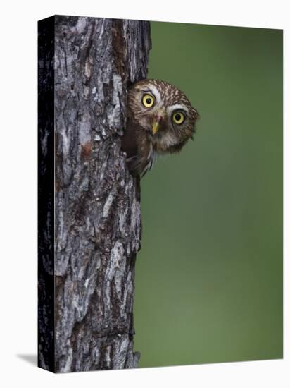 Ferruginous Pygmy Owl Adult Peering Out of Nest Hole, Rio Grande Valley, Texas, USA-Rolf Nussbaumer-Stretched Canvas