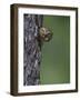 Ferruginous Pygmy Owl Adult Peering Out of Nest Hole, Rio Grande Valley, Texas, USA-Rolf Nussbaumer-Framed Photographic Print