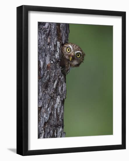 Ferruginous Pygmy Owl Adult Peering Out of Nest Hole, Rio Grande Valley, Texas, USA-Rolf Nussbaumer-Framed Photographic Print