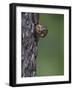 Ferruginous Pygmy Owl Adult Peering Out of Nest Hole, Rio Grande Valley, Texas, USA-Rolf Nussbaumer-Framed Photographic Print