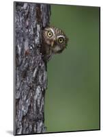 Ferruginous Pygmy Owl Adult Peering Out of Nest Hole, Rio Grande Valley, Texas, USA-Rolf Nussbaumer-Mounted Photographic Print