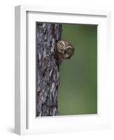 Ferruginous Pygmy Owl Adult Peering Out of Nest Hole, Rio Grande Valley, Texas, USA-Rolf Nussbaumer-Framed Photographic Print