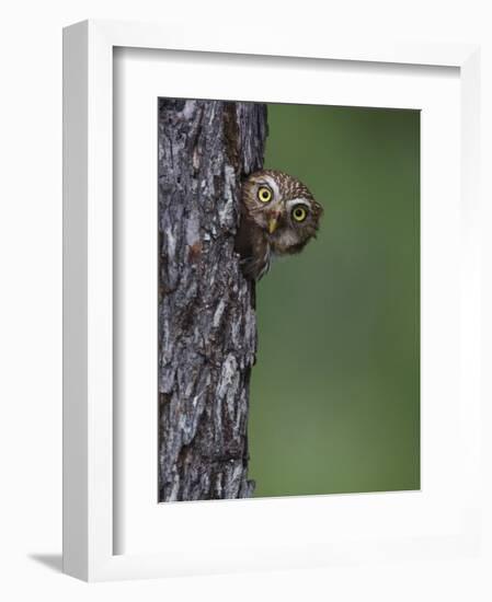 Ferruginous Pygmy Owl Adult Peering Out of Nest Hole, Rio Grande Valley, Texas, USA-Rolf Nussbaumer-Framed Photographic Print