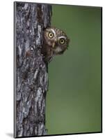 Ferruginous Pygmy Owl Adult Peering Out of Nest Hole, Rio Grande Valley, Texas, USA-Rolf Nussbaumer-Mounted Photographic Print