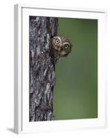 Ferruginous Pygmy Owl Adult Peering Out of Nest Hole, Rio Grande Valley, Texas, USA-Rolf Nussbaumer-Framed Photographic Print