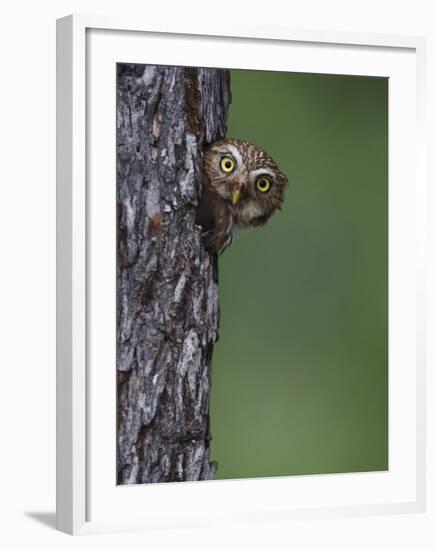 Ferruginous Pygmy Owl Adult Peering Out of Nest Hole, Rio Grande Valley, Texas, USA-Rolf Nussbaumer-Framed Photographic Print