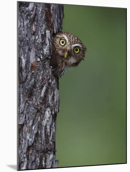 Ferruginous Pygmy Owl Adult Peering Out of Nest Hole, Rio Grande Valley, Texas, USA-Rolf Nussbaumer-Mounted Photographic Print