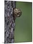 Ferruginous Pygmy Owl Adult Peering Out of Nest Hole, Rio Grande Valley, Texas, USA-Rolf Nussbaumer-Mounted Photographic Print