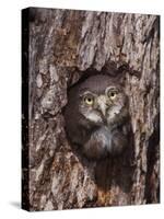 Ferruginous Pygmy-Owl Young Looking Out of Nest Hole, Rio Grande Valley, Texas, USA-Rolf Nussbaumer-Stretched Canvas
