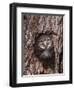 Ferruginous Pygmy-Owl Young Looking Out of Nest Hole, Rio Grande Valley, Texas, USA-Rolf Nussbaumer-Framed Photographic Print