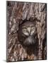 Ferruginous Pygmy-Owl Young Looking Out of Nest Hole, Rio Grande Valley, Texas, USA-Rolf Nussbaumer-Mounted Photographic Print