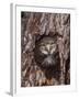 Ferruginous Pygmy-Owl Young Looking Out of Nest Hole, Rio Grande Valley, Texas, USA-Rolf Nussbaumer-Framed Photographic Print