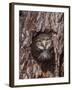 Ferruginous Pygmy-Owl Young Looking Out of Nest Hole, Rio Grande Valley, Texas, USA-Rolf Nussbaumer-Framed Photographic Print