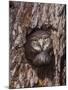 Ferruginous Pygmy-Owl Young Looking Out of Nest Hole, Rio Grande Valley, Texas, USA-Rolf Nussbaumer-Mounted Photographic Print