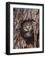 Ferruginous Pygmy-Owl Young Looking Out of Nest Hole, Rio Grande Valley, Texas, USA-Rolf Nussbaumer-Framed Photographic Print