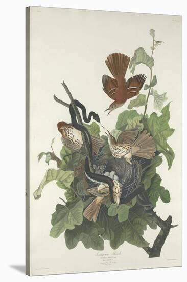 Ferruginous Thrush, 1831-John James Audubon-Stretched Canvas