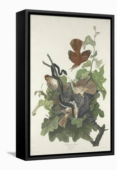 Ferruginous Thrush, 1831-John James Audubon-Framed Stretched Canvas